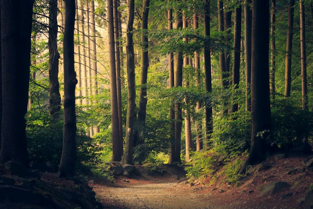 Warm sunlight finding its way through a forest